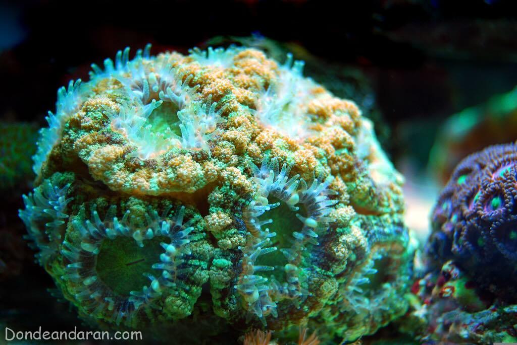 Buceo en Feridhoo Maldivas
