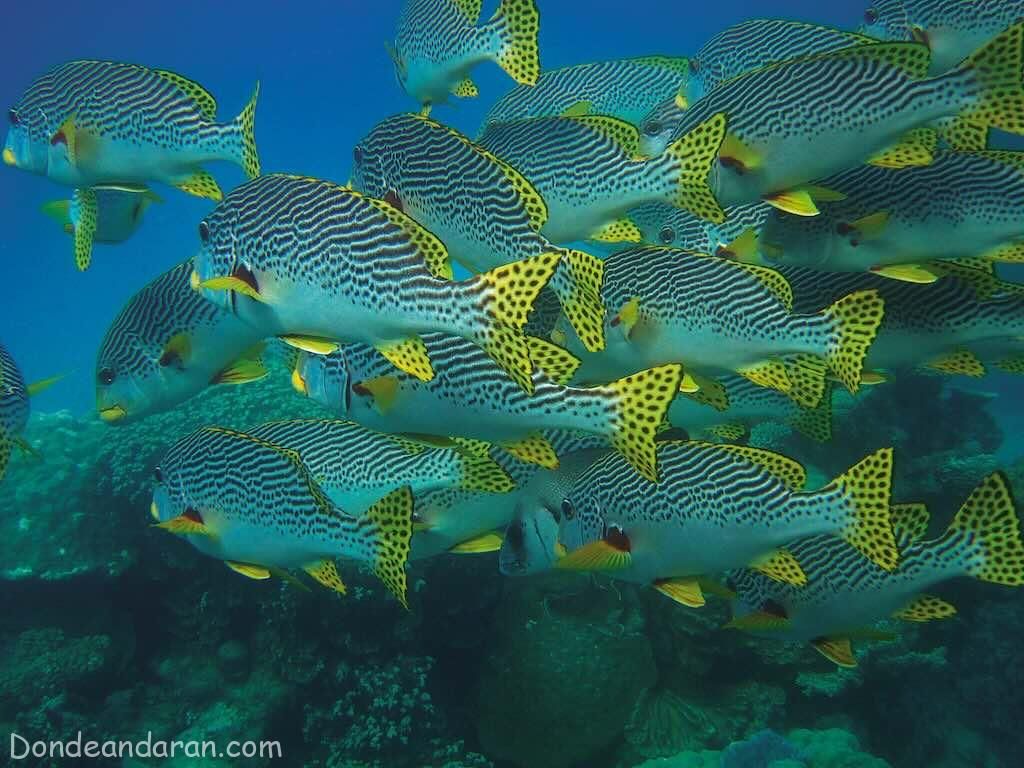 Buceo en Feridhoo Maldivas