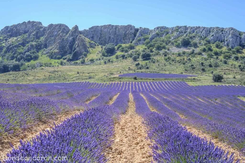 Campos de lavanda en La Rioja