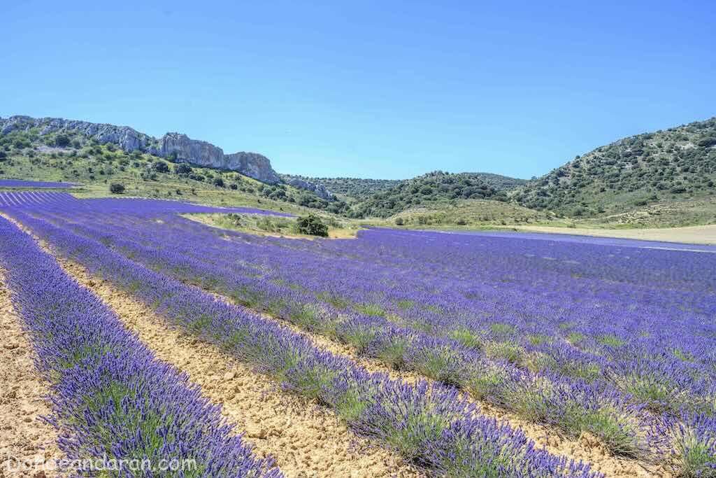Campos de lavanda de La Rioja.