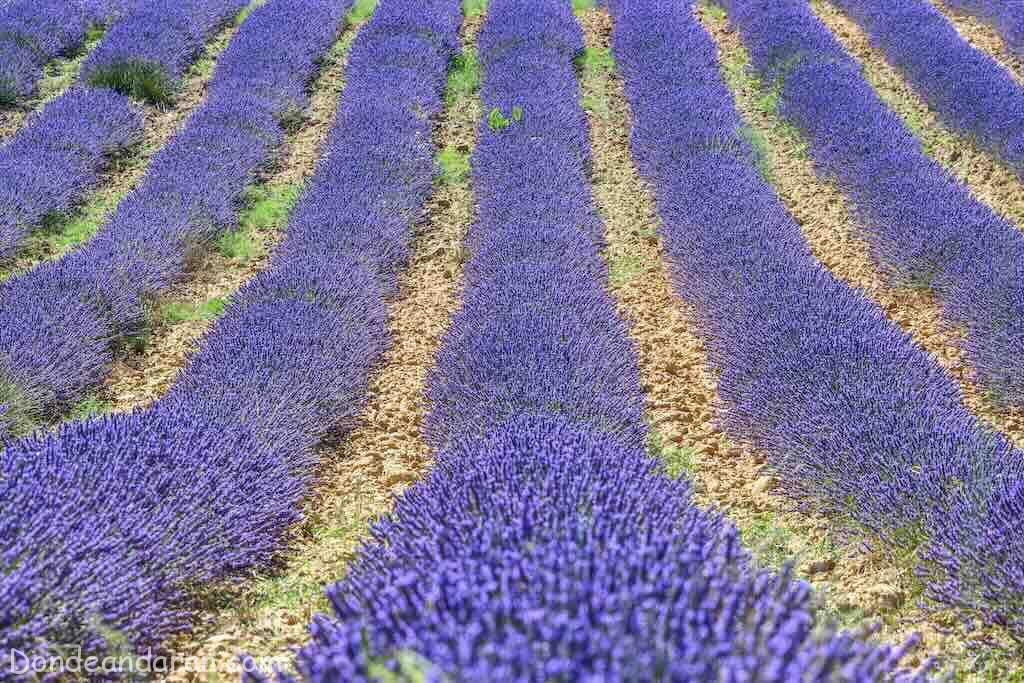 Campos de lavanda de La Rioja.