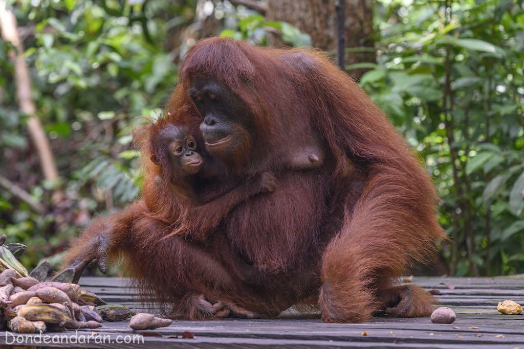 Orangutanes en Borneo.