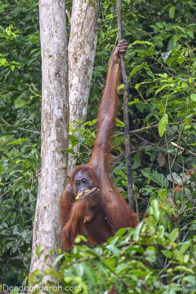 Orangutanes en Tanjung Puting.