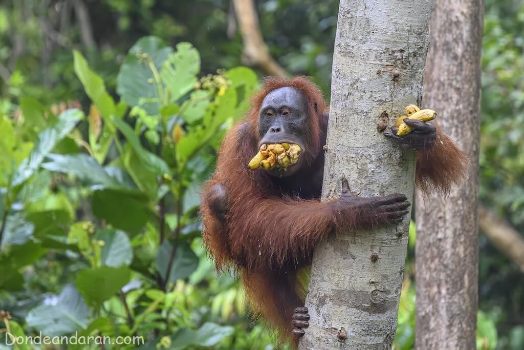 Orangután en libertad en Tanjung Puting