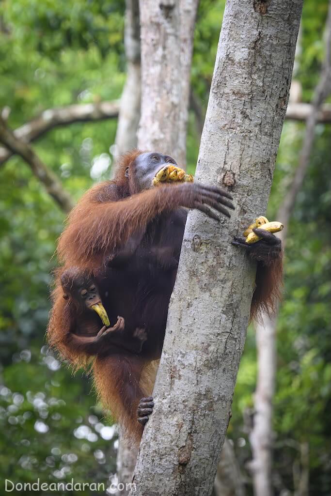 Ejemplares de orangutanes en Tanjung Puting.