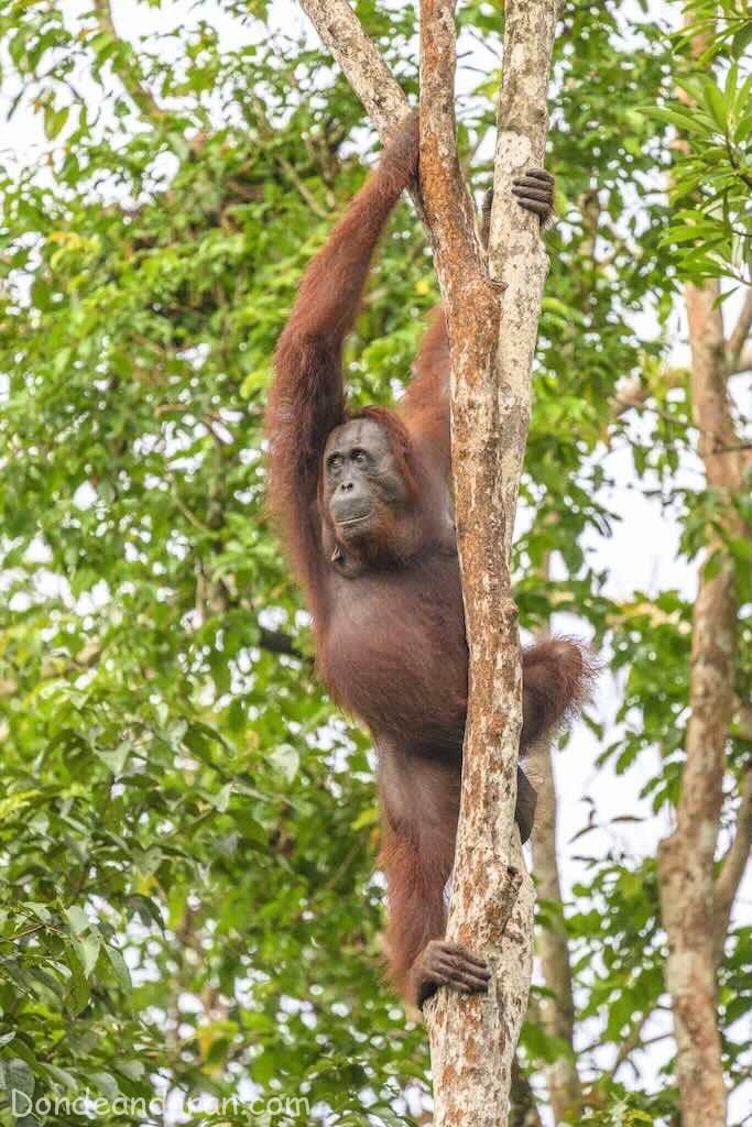 Tanjung Puting.