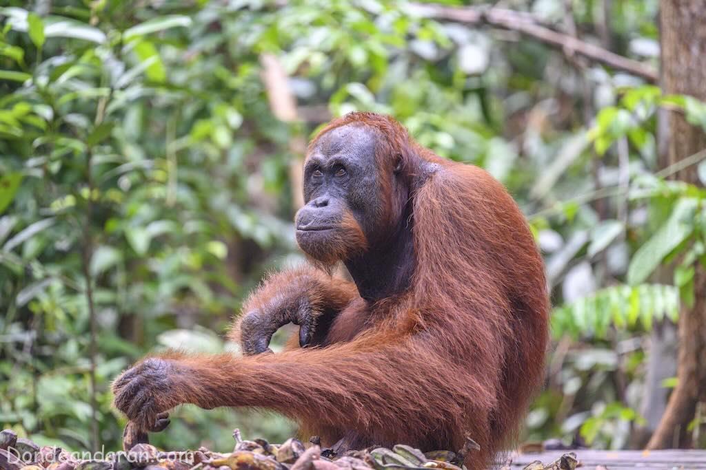 Orangutanes en Borneo.