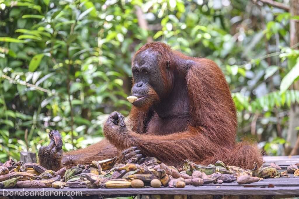 Orangutanes en Borneo.