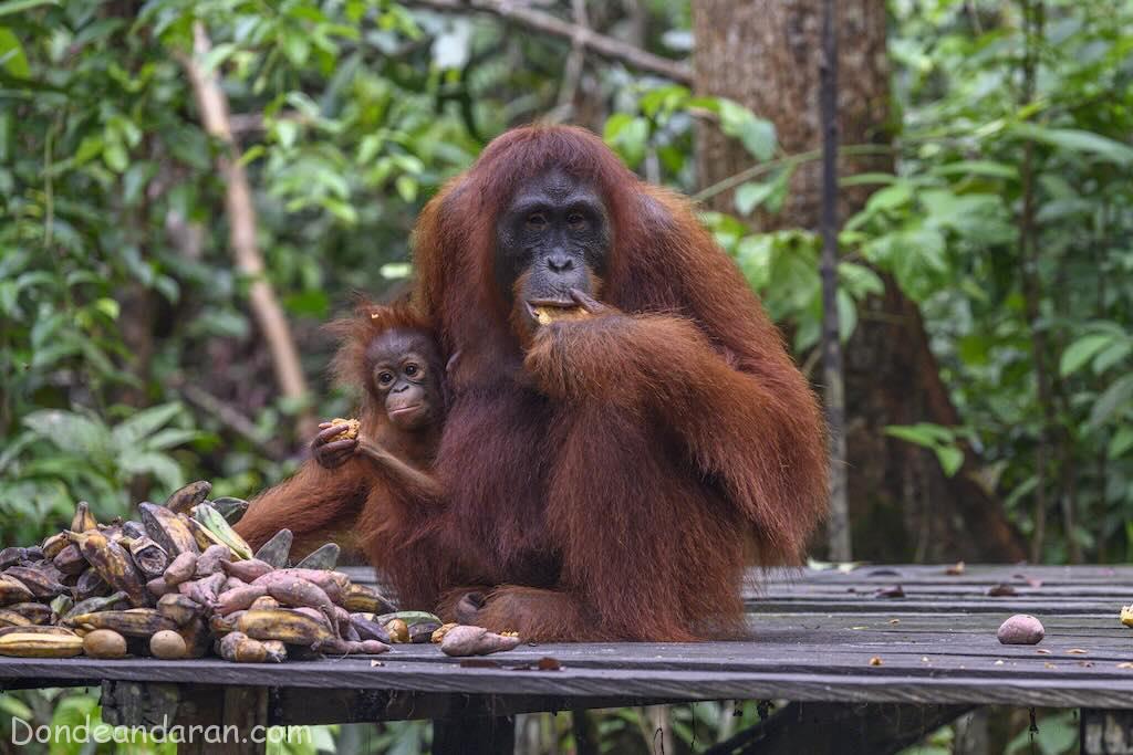 Orangutanes en Tanjung Puting Borneo Indonesia
