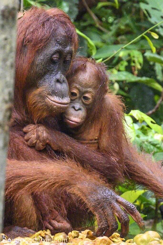 Orangutanes en Tanjung Puting.