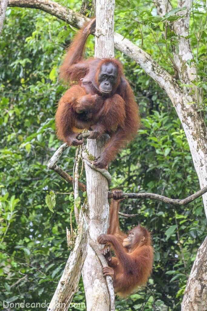 Tanjung Puting.