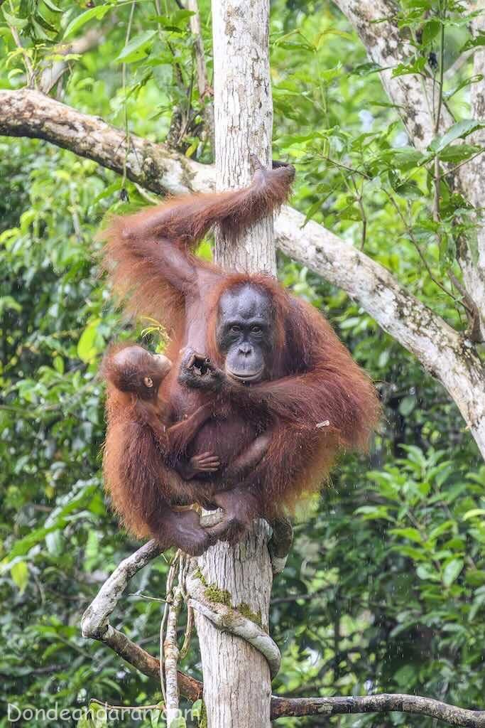 Varios orangutanes en Tanjung Puting.