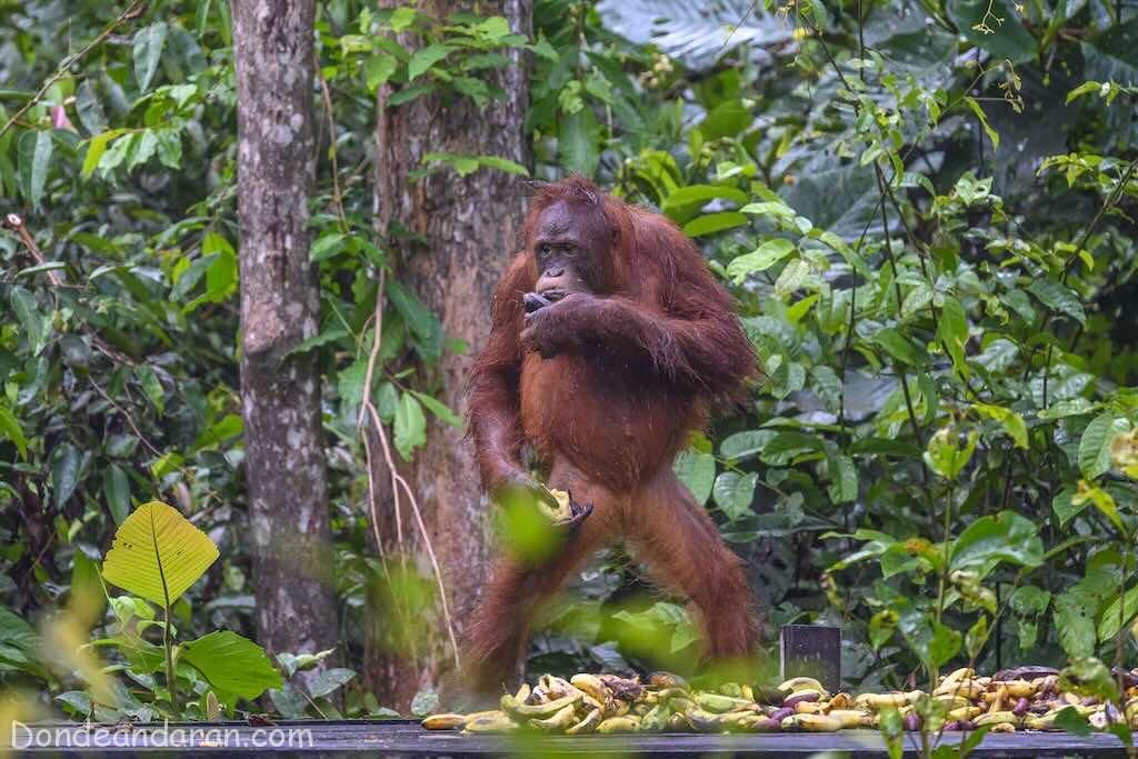 Tanjung Puting.