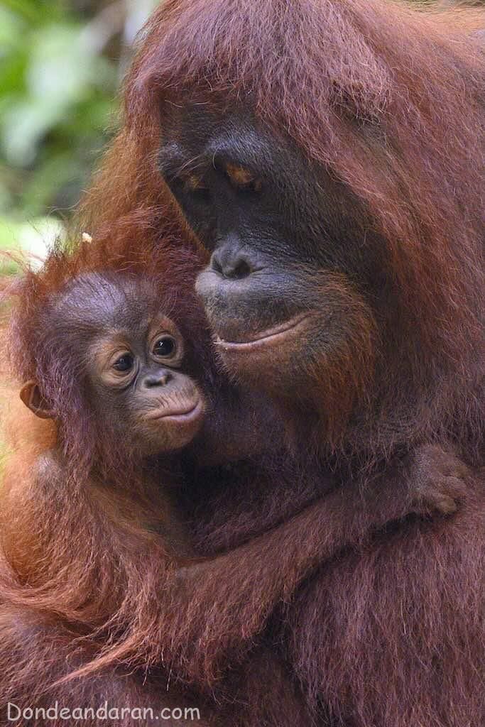 Orangutanes en Tanjung Puting.