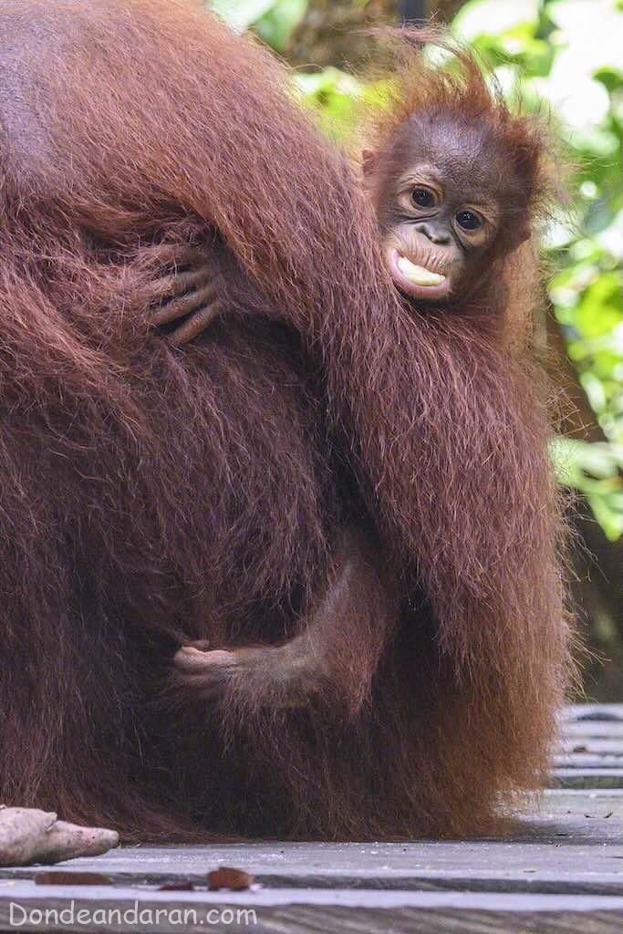 Orangutanes en Borneo.