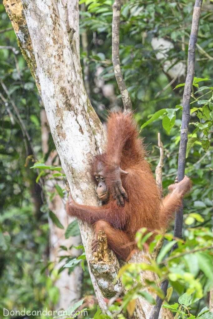 Orangutanes en Borneo.