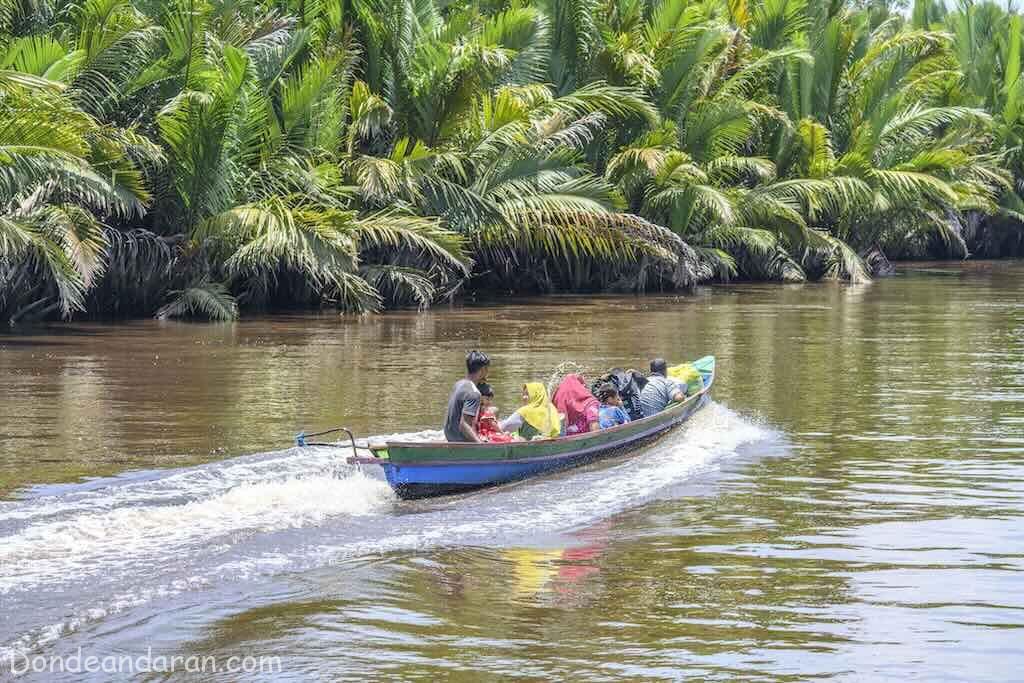 Orangutanes en Tanjung Puting.