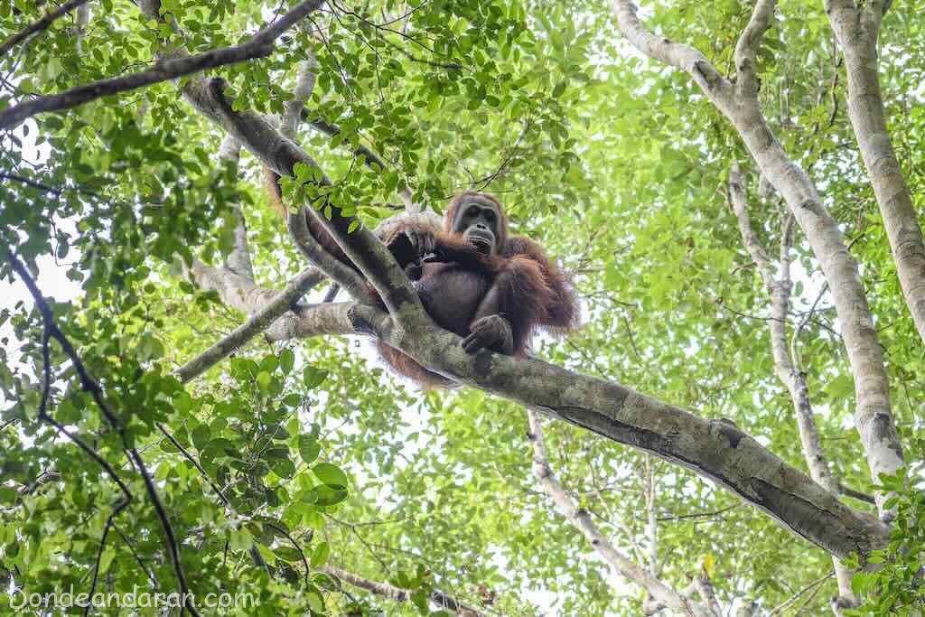 Orangutanes en Tanjung Puting.