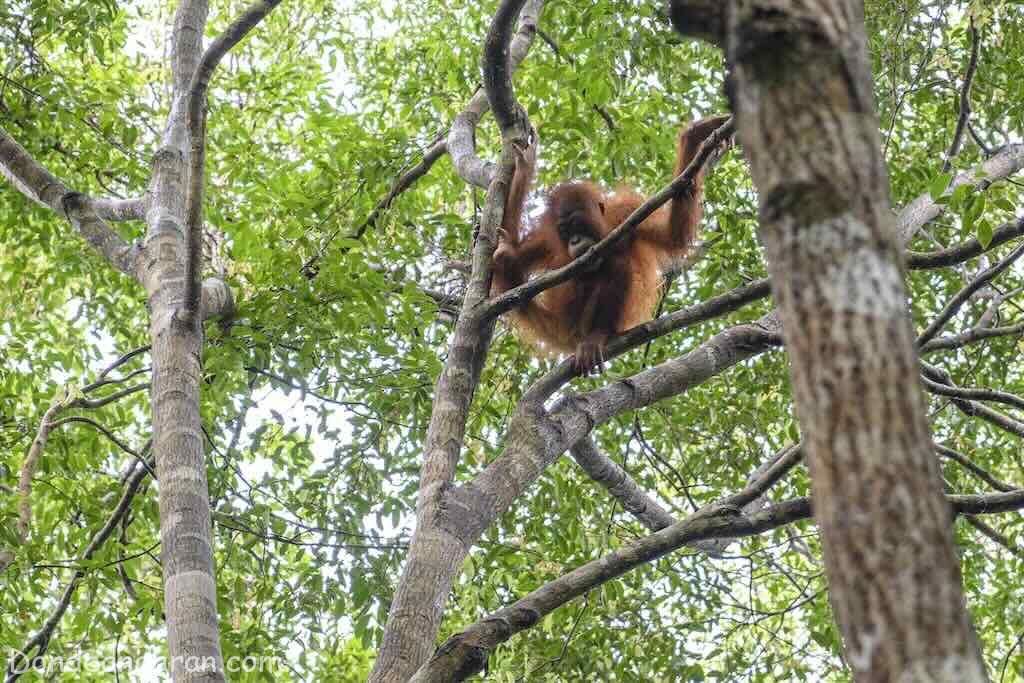 Orangutanes en Tanjung Puting.