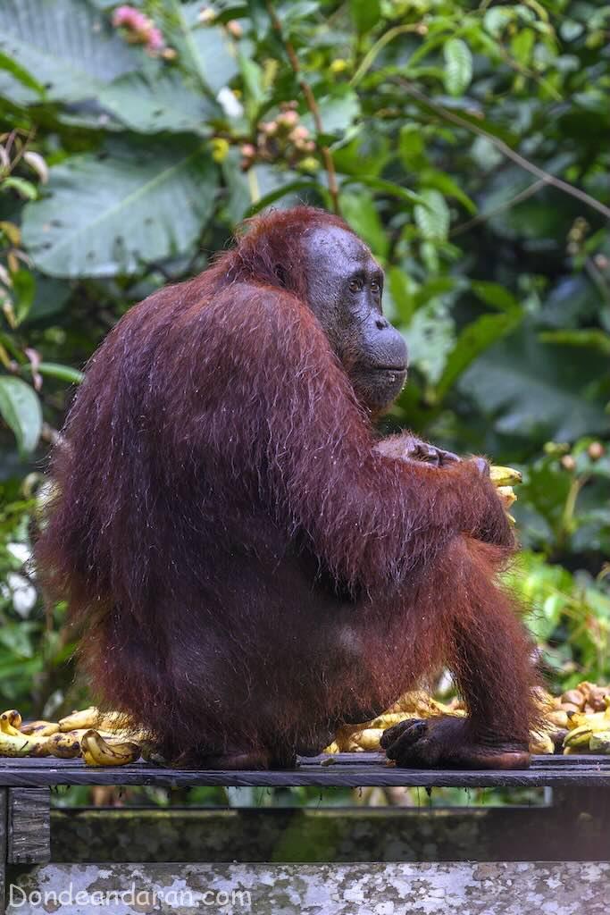 Orangutanes en Tanjung Puting.