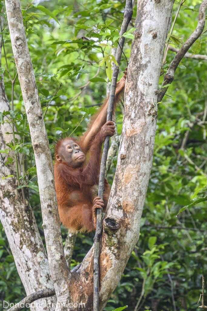 Orangutanes en Tanjung Puting.