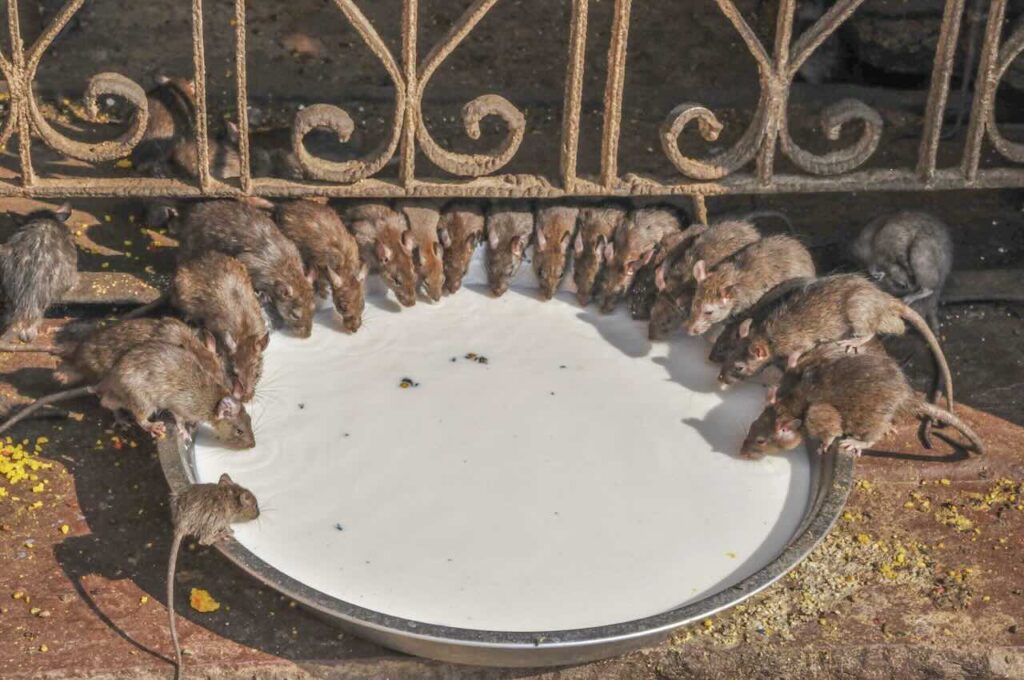 Bikaner.