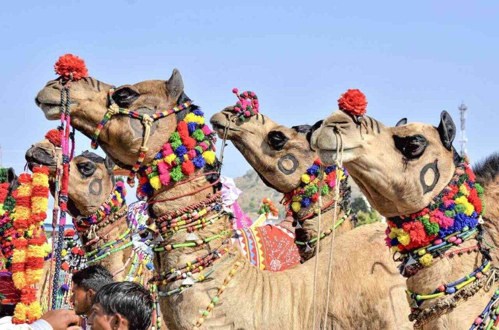 Bikaner