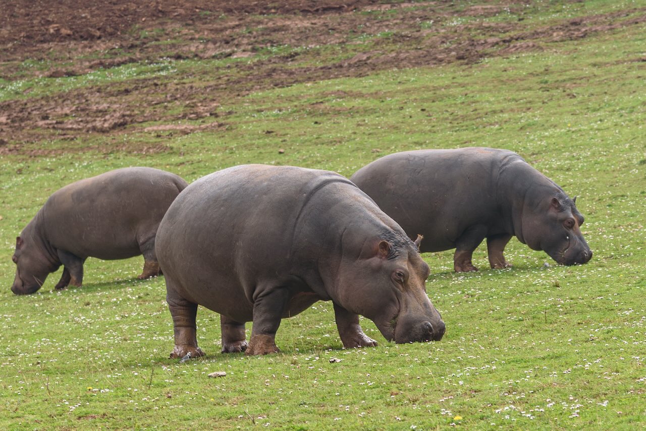 Cabárceno