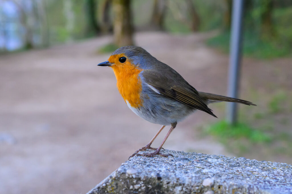 Pájaro en el lago Bled