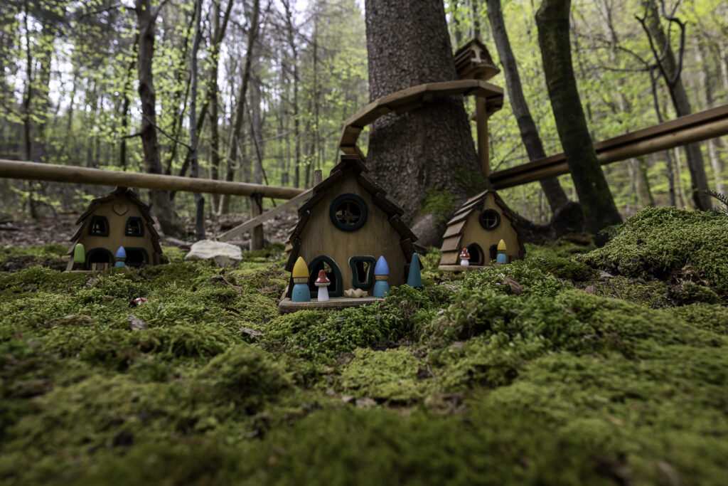 Sorpresas en el bosque