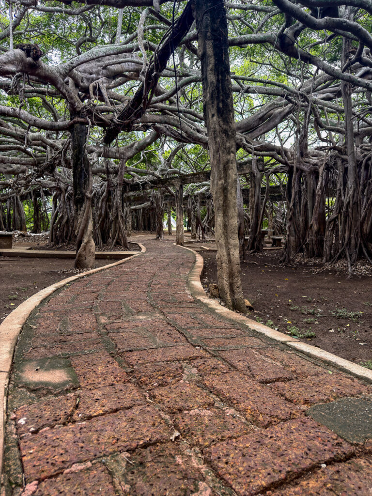 Camino curvo de baldosas entre troncos, ramas entrecruzadas y raíces aéreas de banyan en Sai Ngam.